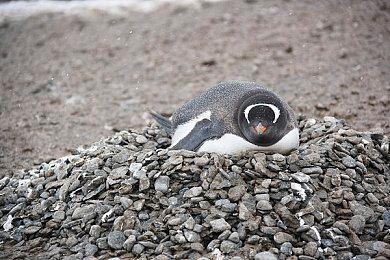 《真女神转生5》恶魔介绍：日本草之神鹿屋野比卖神